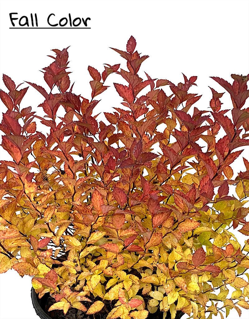 Spiraea japonica 'Magic Carpet' - The Garden Corner