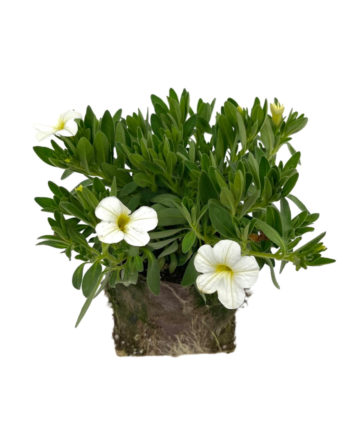 Calibrachoa 'Conga White'