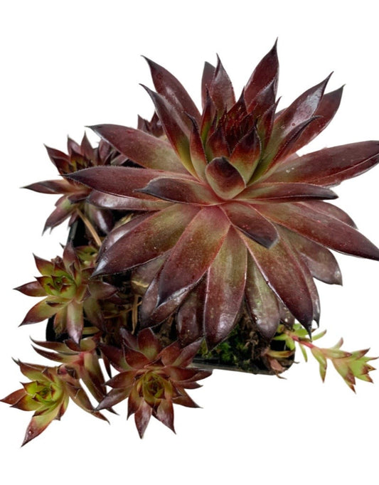 Sempervivum 'Mauna Kea' 4 Inch - The Garden Corner