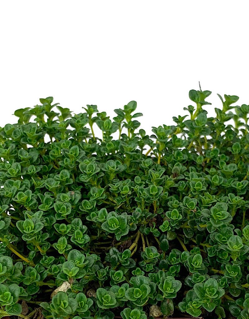 Thymus c. 'Lemon Frost 4 Inch - The Garden Corner