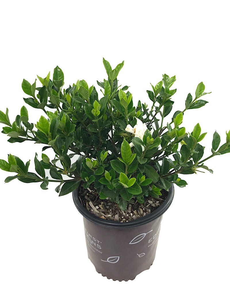 Gardenia jasminoides 'Double Mint' 2 gal