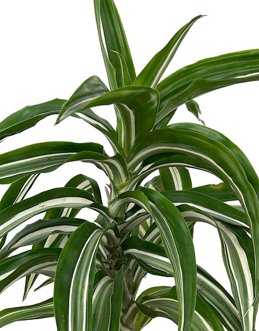 Dracaena fragrans 'Jade Jewel' 6 Inch - The Garden Corner