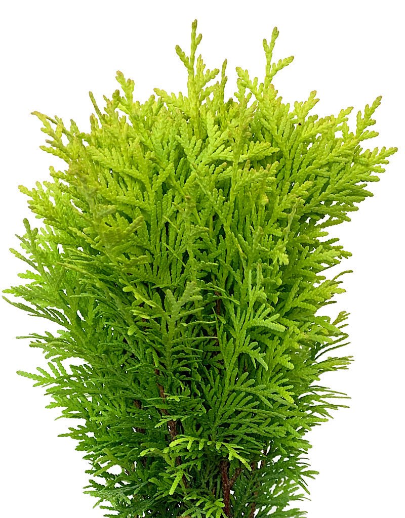 Thuja occidentalis 'Autumn Moon' - Shrubs