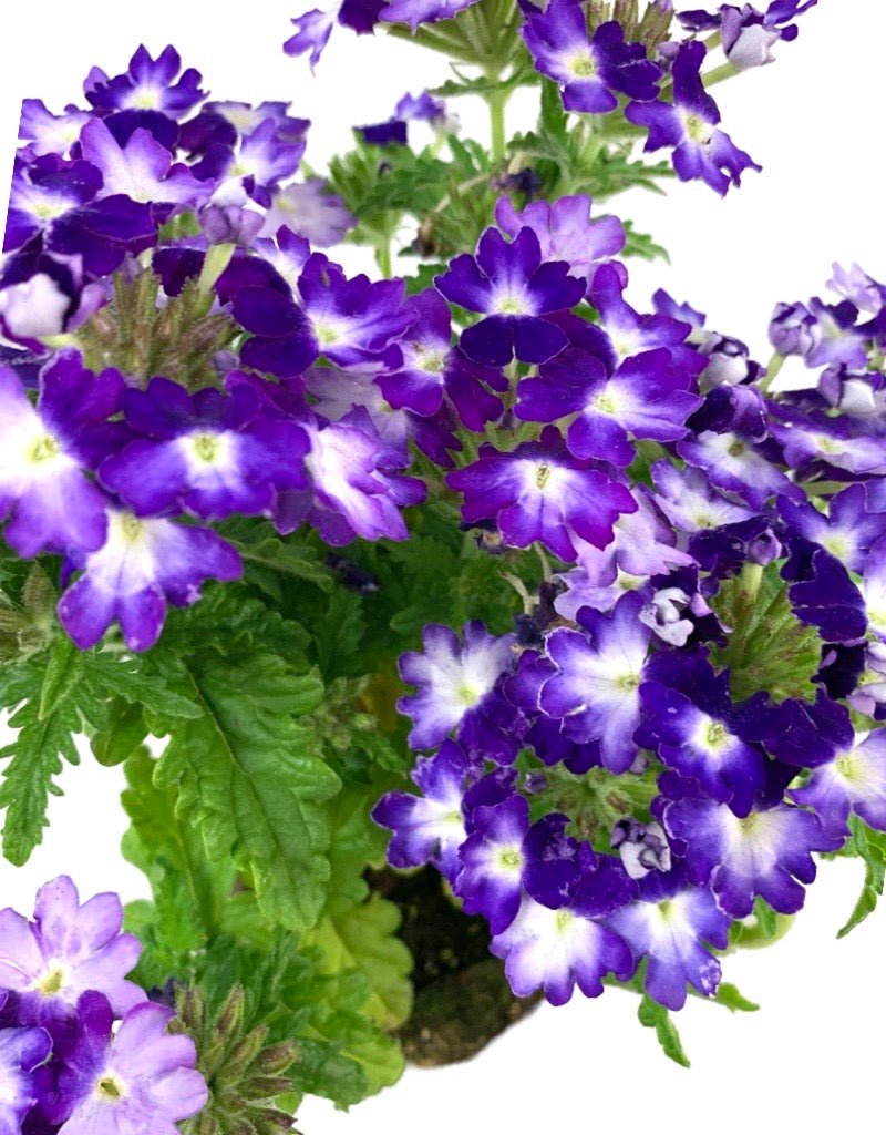 Verbena 'Wicked Great Grape' - The Garden Corner