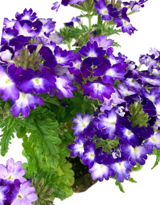 Verbena 'Wicked Great Grape' - The Garden Corner