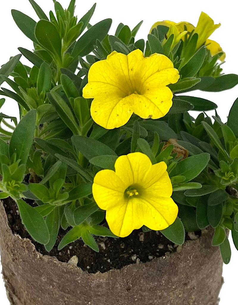 Calibrachoa 'Conga Deep Yellow'