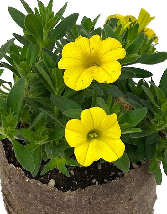 Calibrachoa 'Conga Deep Yellow' - The Garden Corner