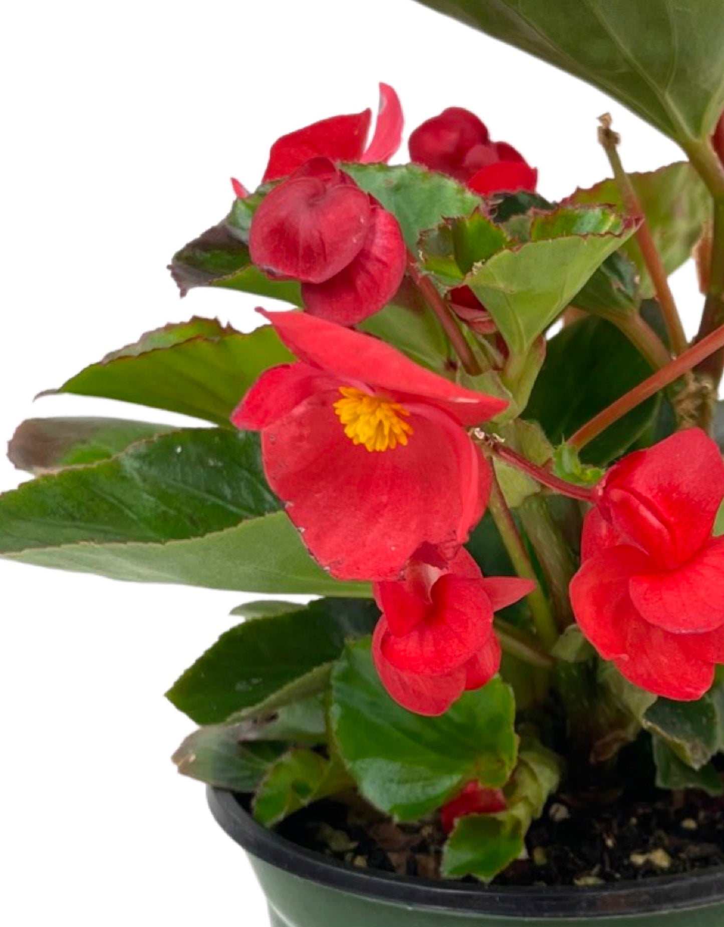 Begonia 'Surefire Red' 6 Inch