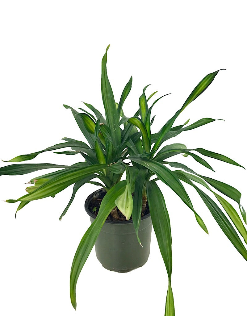 Dracaena 'Rikki' 6 inch
