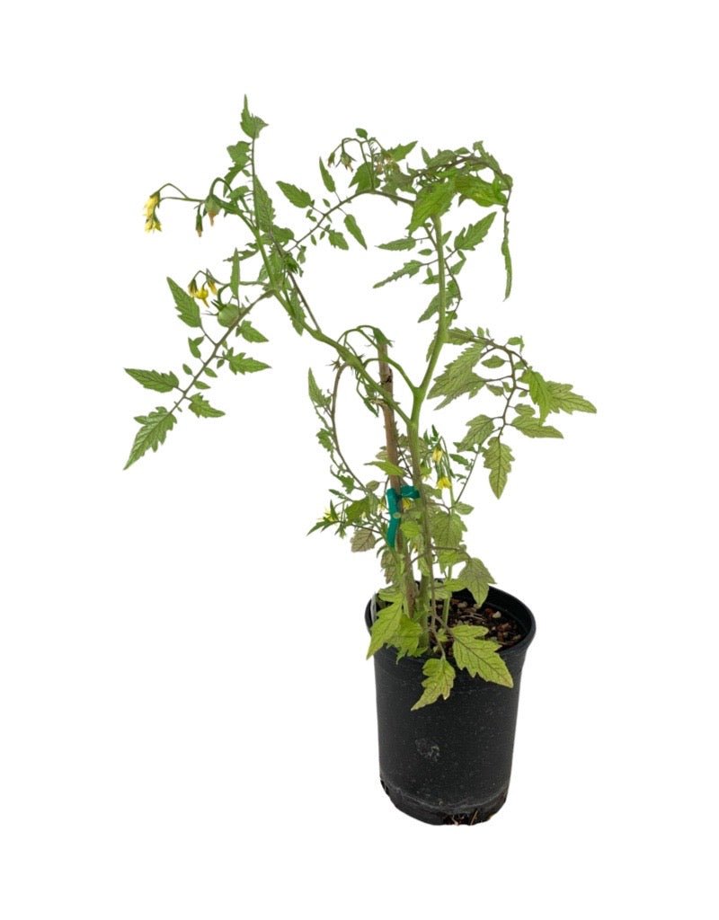 Tomato 'Sun Gold' - Herbs and Vegetables