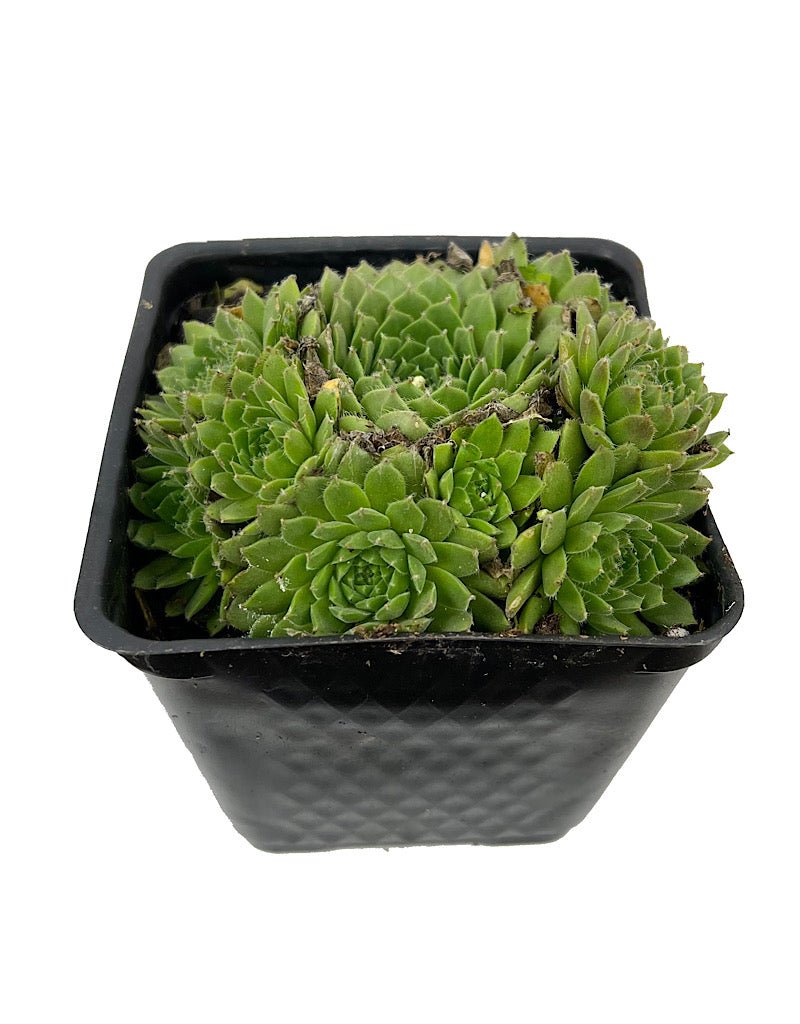 Sempervivum 'Spring Beauty' 4 Inch - Groundcovers