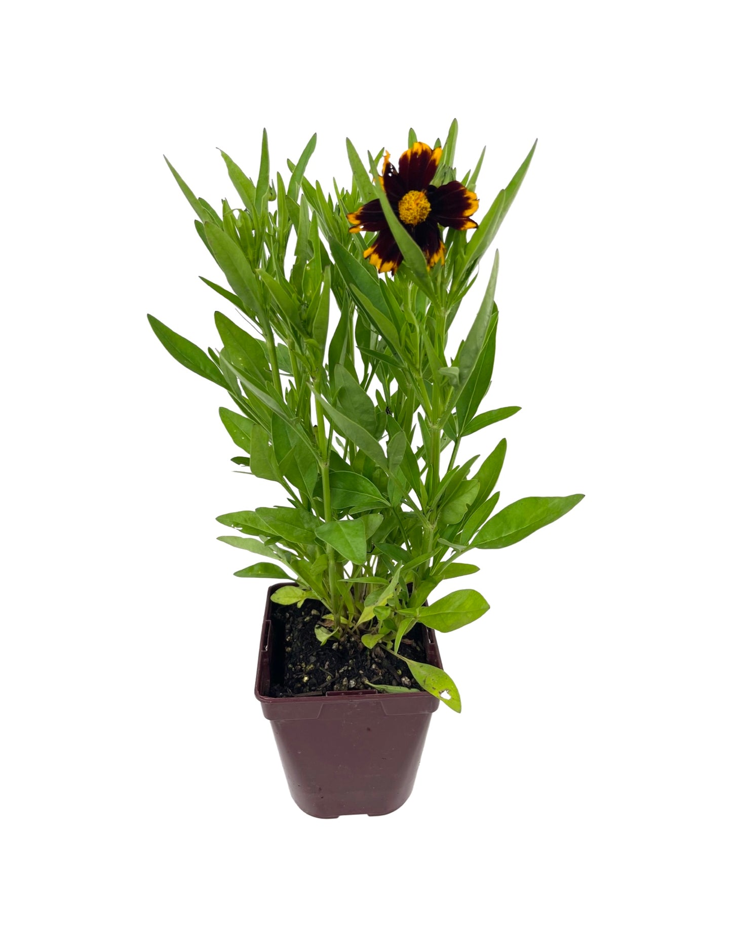 Coreopsis 'Uptick Red'