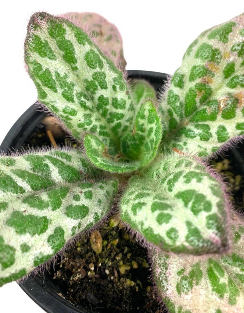 Primulina dryas Quart - The Garden Corner