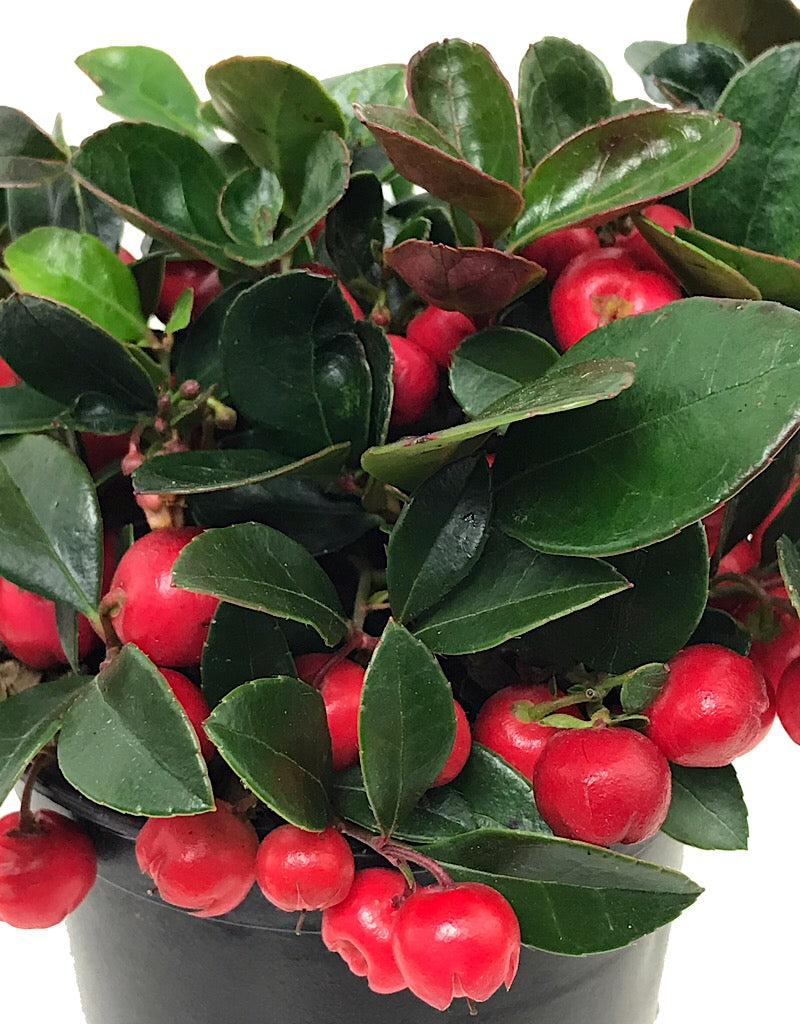 Gaultheria procumbens 4 Inch
