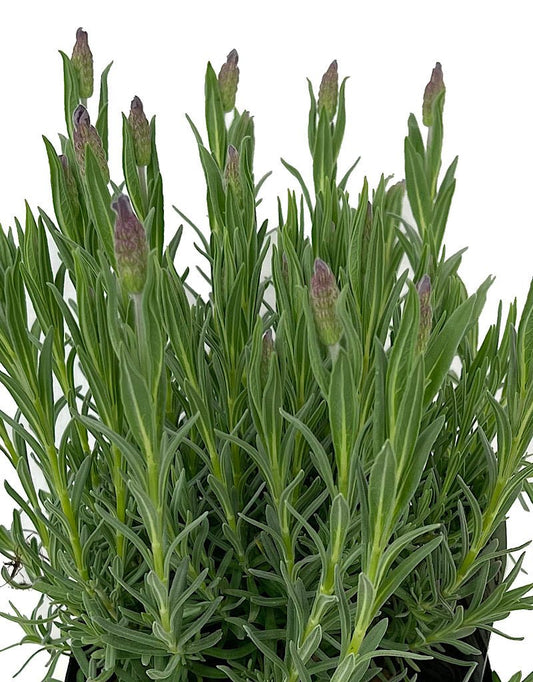 Lavandula 'Otto Quast' 1 Gallon - The Garden Corner