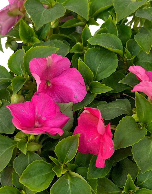 Impatiens 'Accent Deep Pink' Jumbo Traypack - The Garden Corner