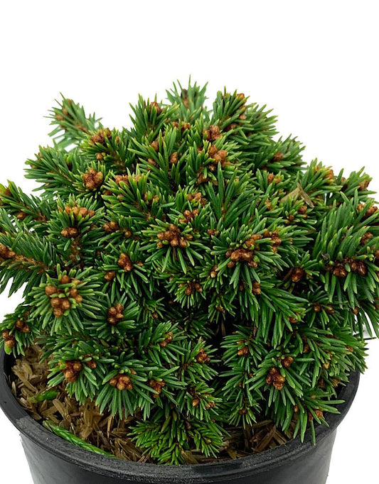 Picea abies 'Thumbelina' 4 Inch - The Garden Corner