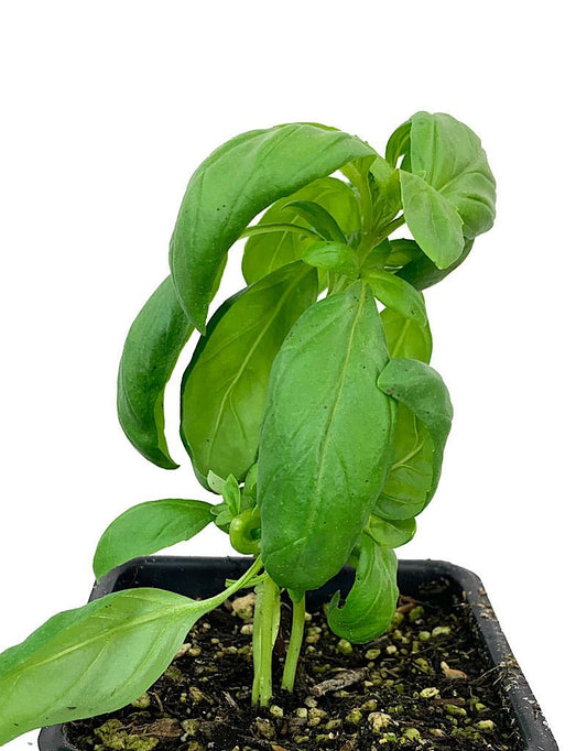 Basil 'Genovese' - The Garden Corner