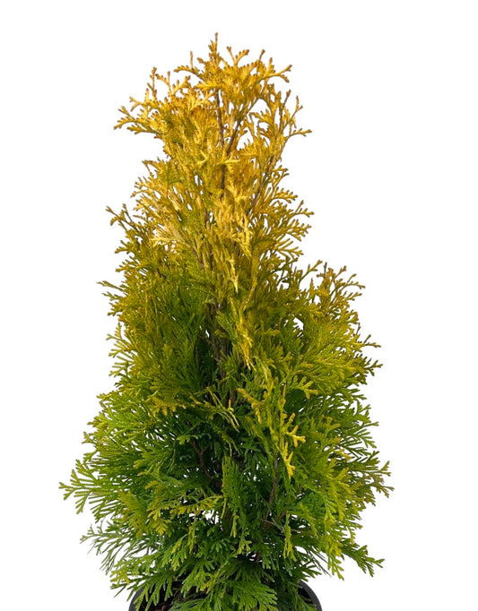 Thuja occidentalis 'Jantar' - The Garden Corner