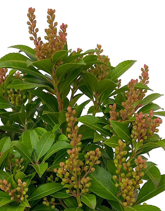 Pieris japonica 'Tiki' 1 Gallon - The Garden Corner