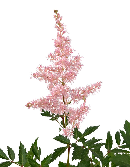 Astilbe 'Younique Silvery Pink' - The Garden Corner