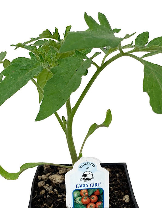 Tomato 'Early Girl' - The Garden Corner