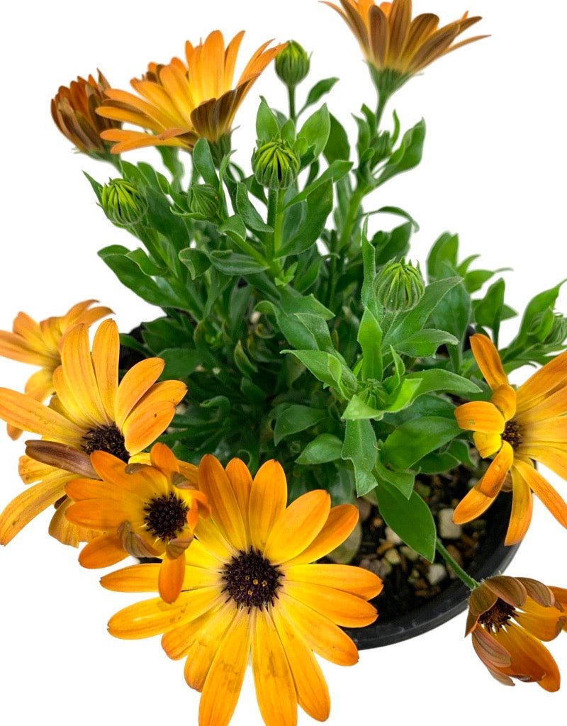 Osteospermum 'Sunshine Beauty' - The Garden Corner