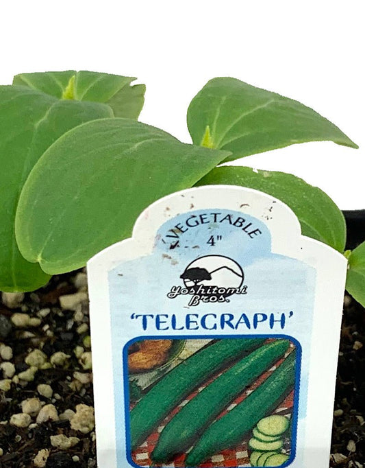 Cucumber 'Telegraph English' 4 Inch - The Garden Corner