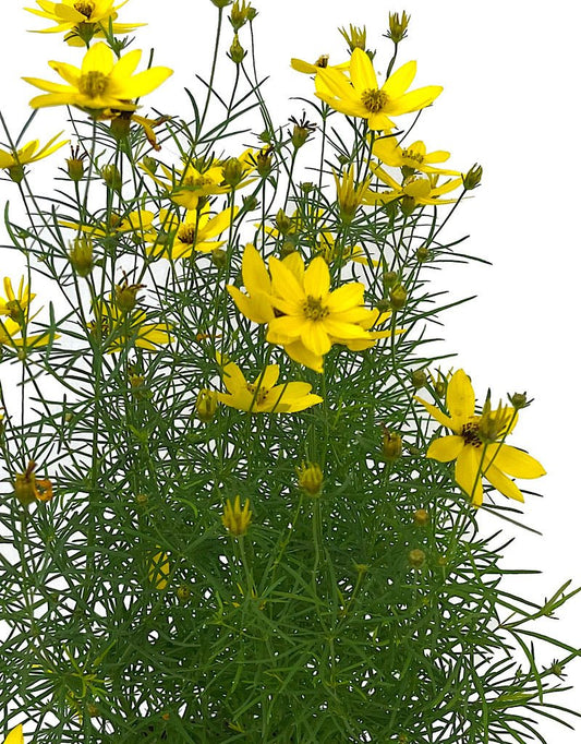 Coreopsis 'Tweety' Quart - The Garden Corner