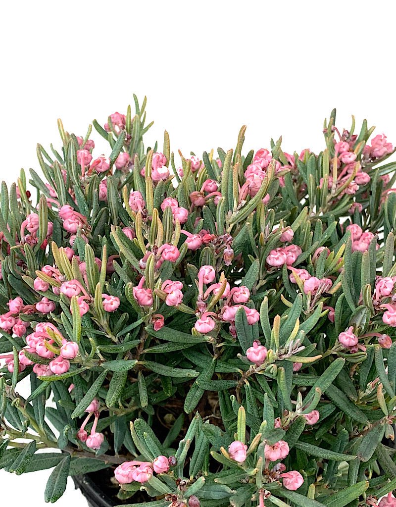 Andromeda polifolia 'Blue Ice' - The Garden Corner