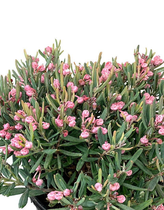 Andromeda polifolia 'Blue Ice' - The Garden Corner