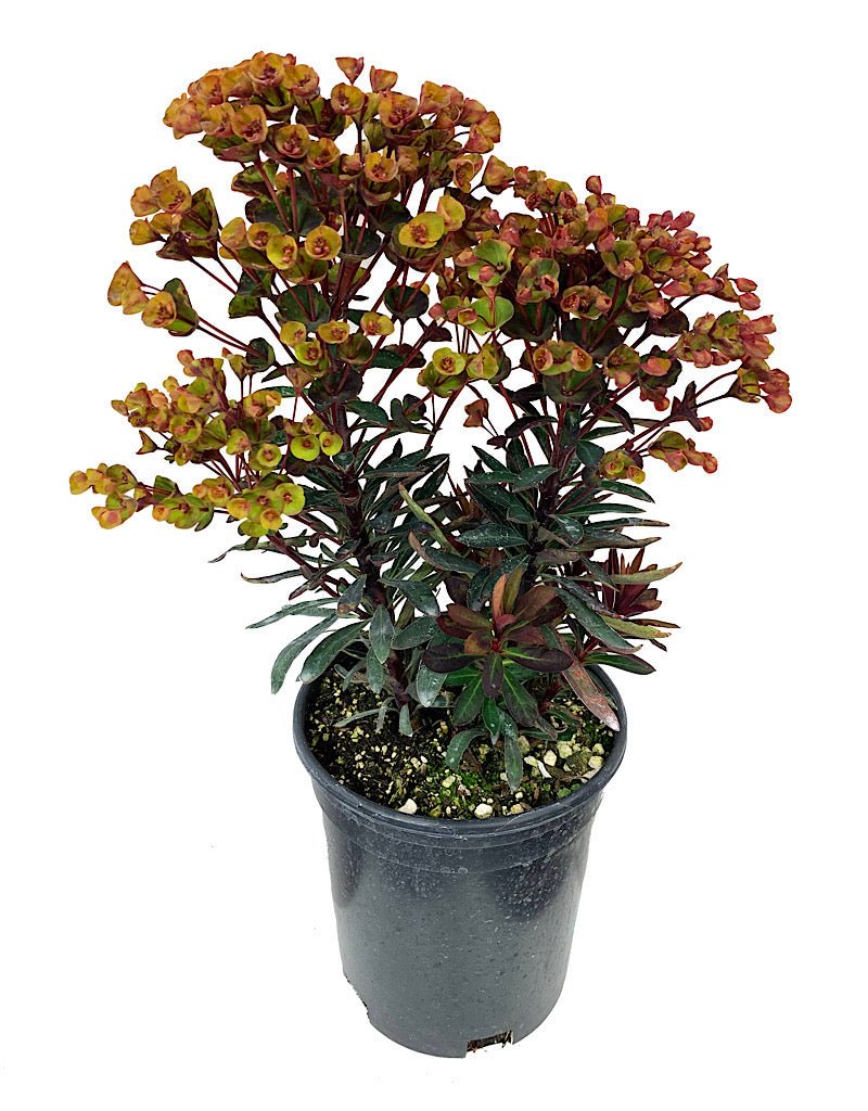 Euphorbia 'Blackbird' - Perennials