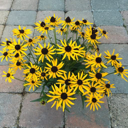 Rudbeckia 'Little Goldstar'