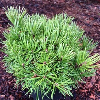Pinus mugo 'Mops' 4 Inch - The Garden Corner