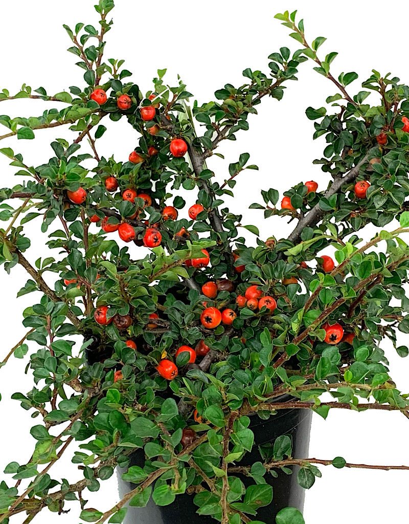 Cotoneaster apiculatus 'Cranberry' 1 Gallon - The Garden Corner