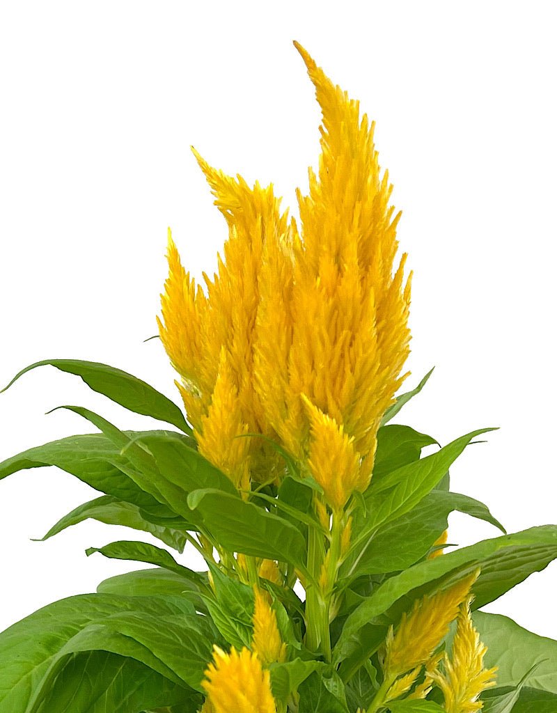 Celosia 'First Flame Yellow' 1 Gallon - The Garden Corner
