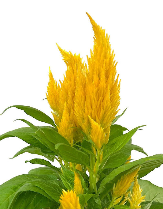 Celosia 'First Flame Yellow' 1 Gallon - The Garden Corner
