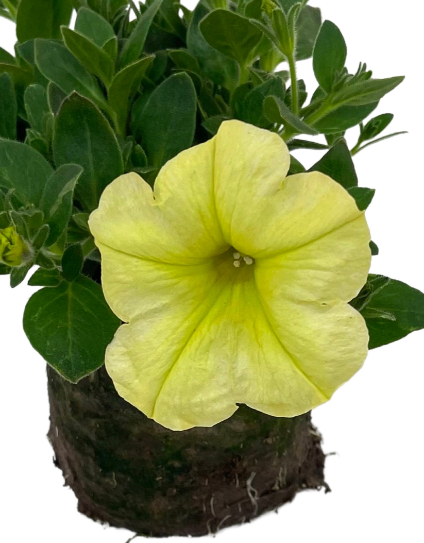 Petunia 'Sanguna Banana Candy' - The Garden Corner