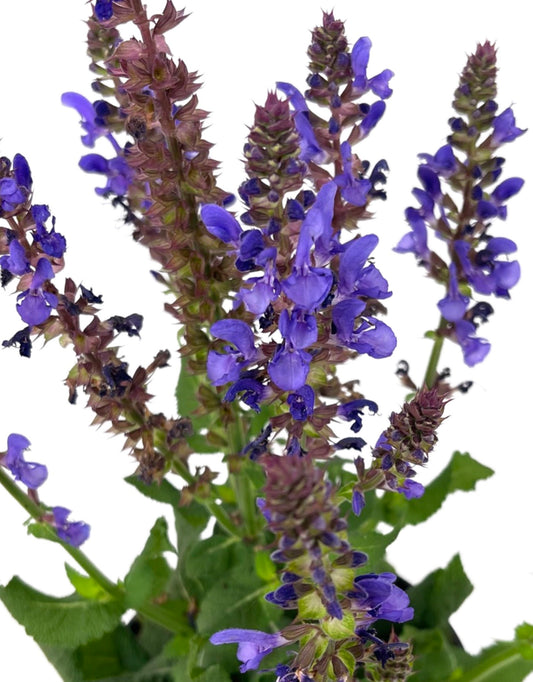 Salvia nemorosa 'Marvel Sky Blue' 1 Gallon - The Garden Corner