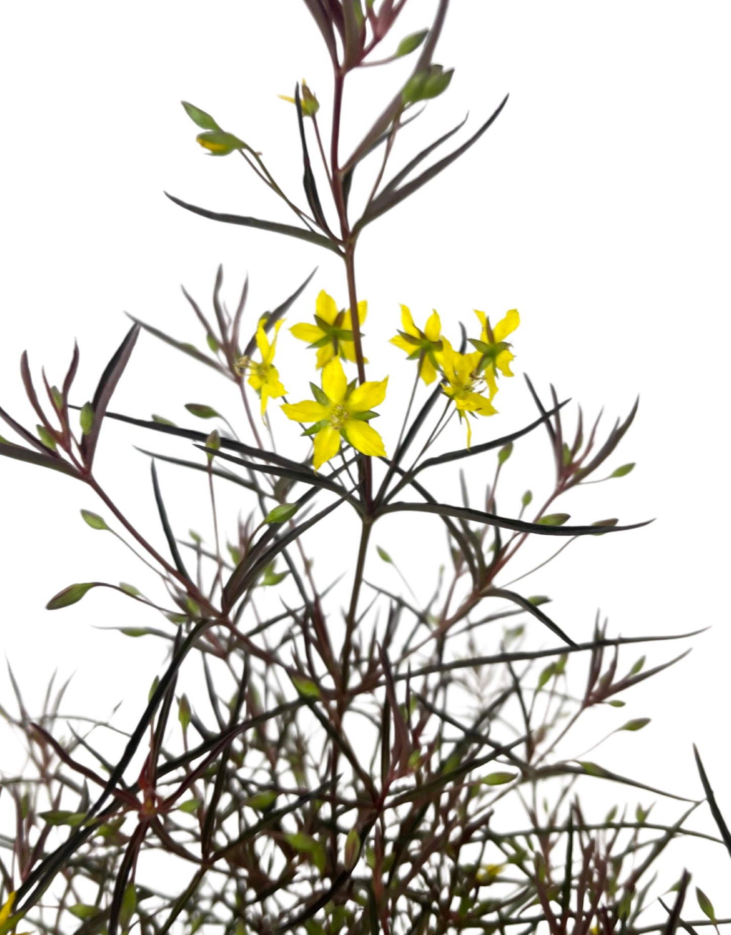 Lysimachia lanceolata 'Burgundy Mist' 1 Gallon - The Garden Corner