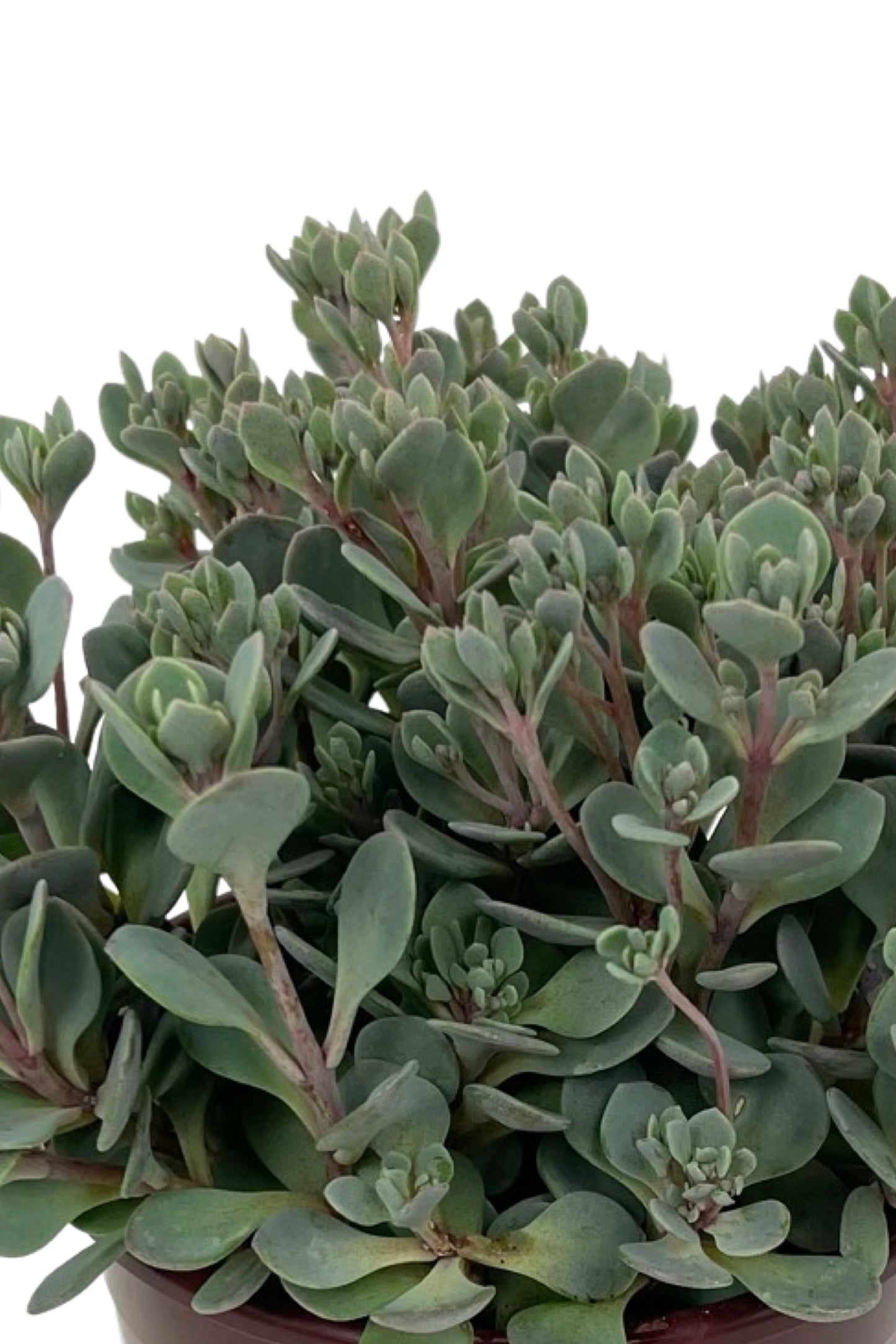Sedum 'Sunsparkler Blue Elf Quart