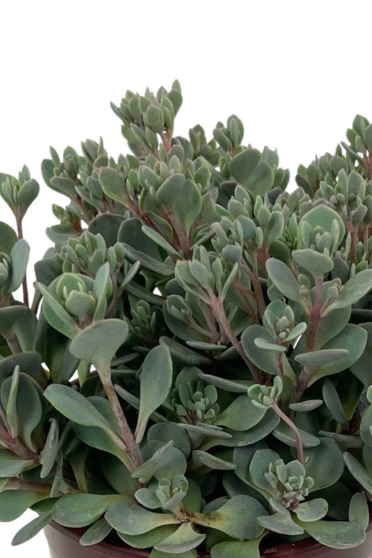 Sedum 'Sunsparkler Blue Elf Quart - The Garden Corner