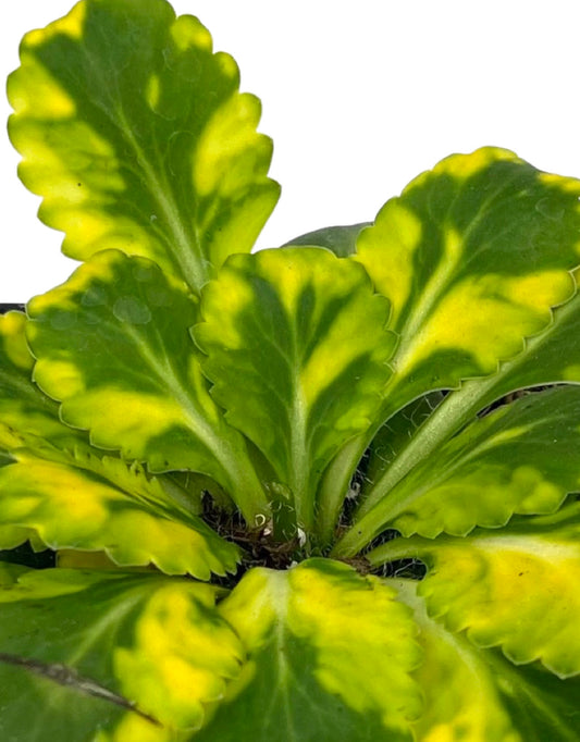 Saxifraga 'London Pride' 4 Inch - The Garden Corner