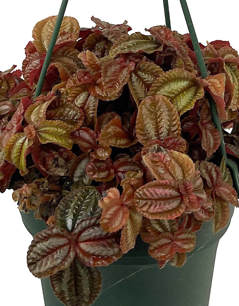 Pilea 'Red Leaf' 6 Inch Hanging Basket - The Garden Corner