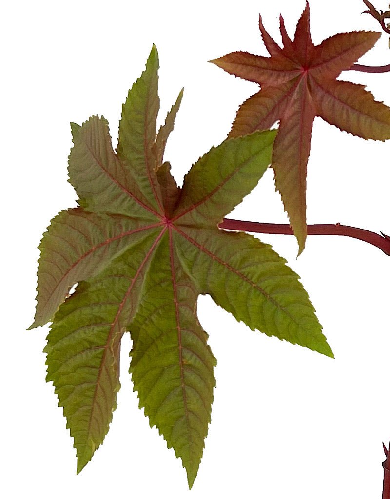 Ricinus communis 1 Gallon - The Garden Corner