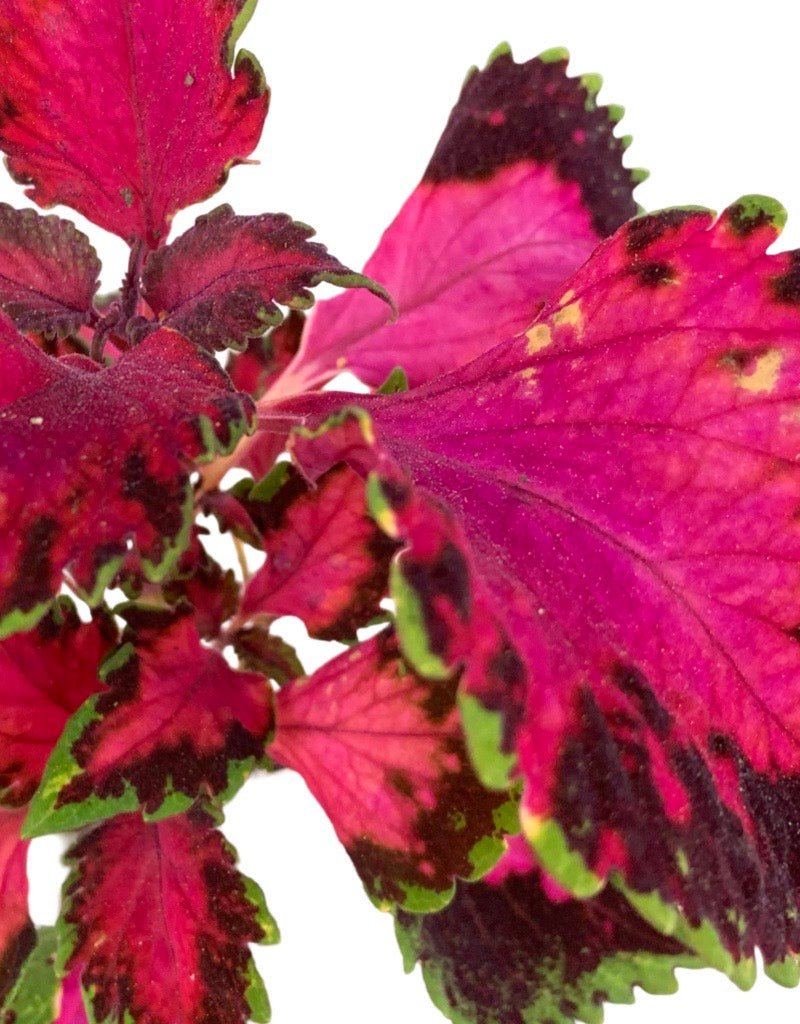 Coleus 'Carnival' - The Garden Corner