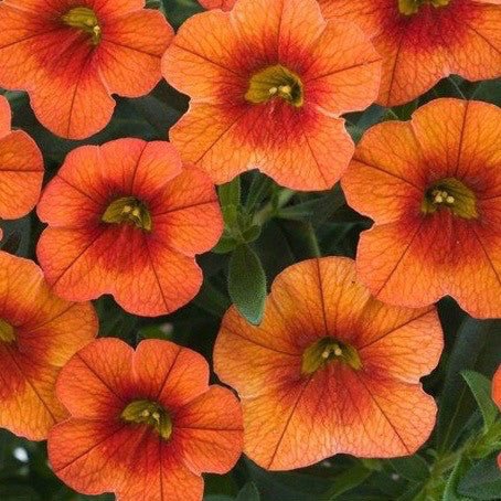 Calibrachoa 'Callie Orange' 4 Inch - The Garden Corner