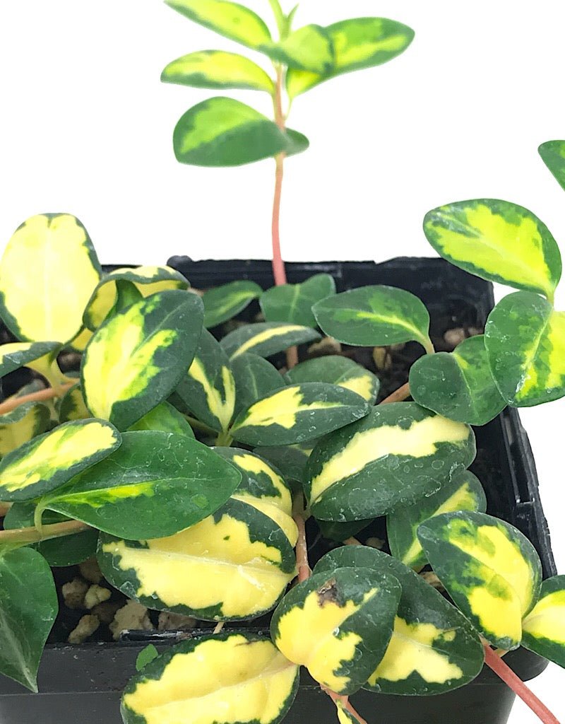 Vinca minor 'Illumination' - Groundcovers