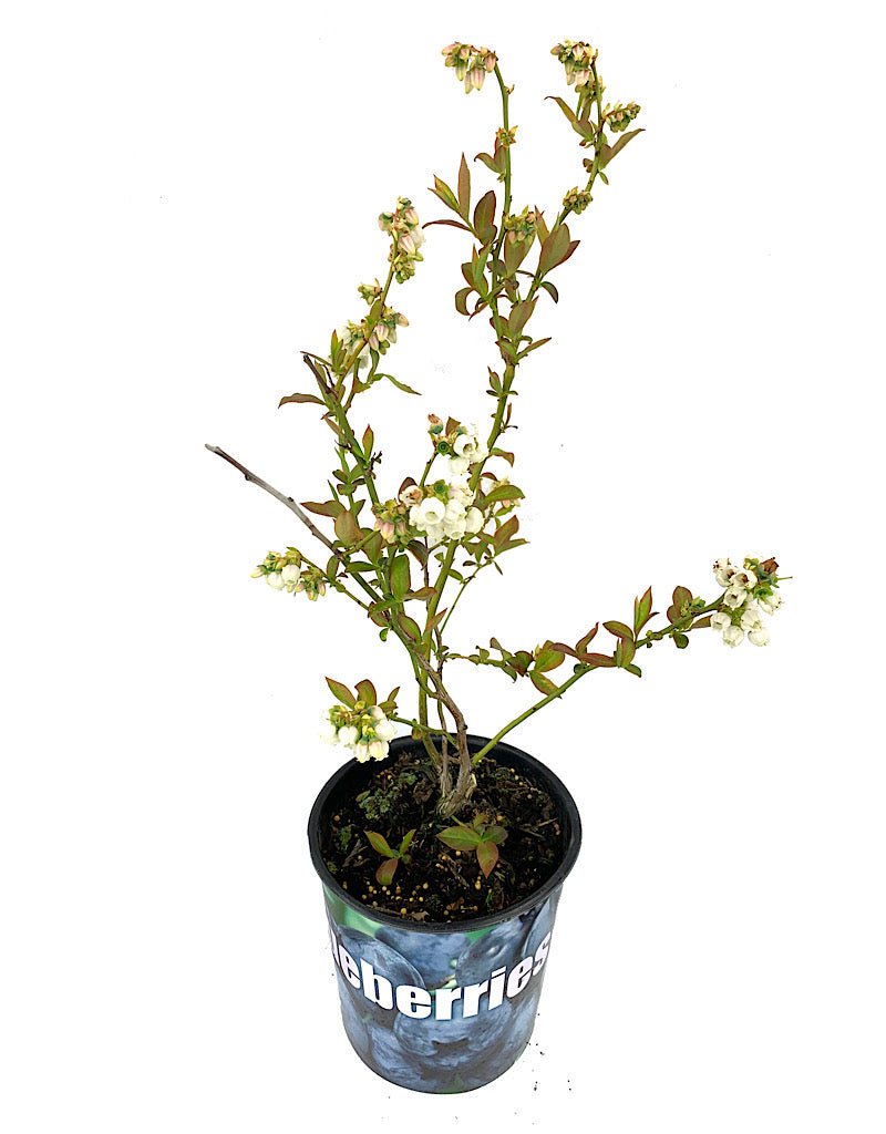 Blueberry 'Toro' - Shrubs