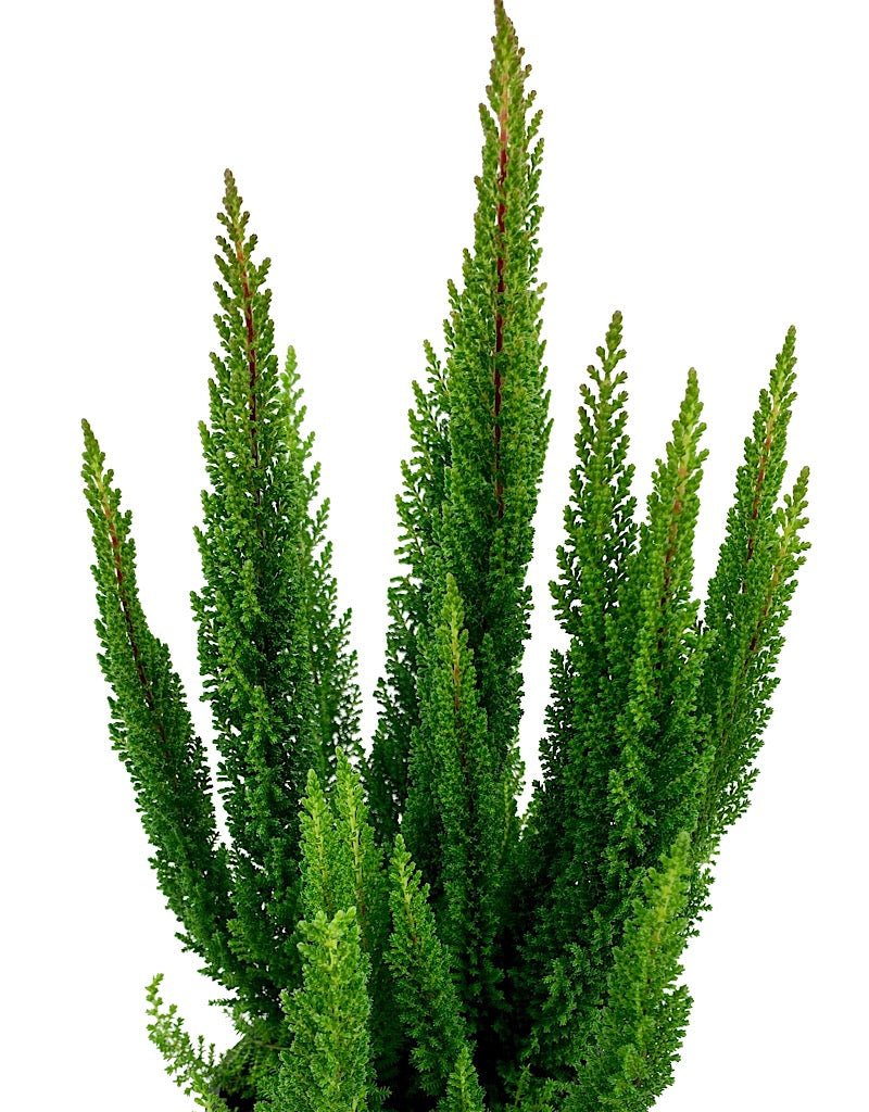 Calluna vulgaris 'Stockholm' - Shrubs